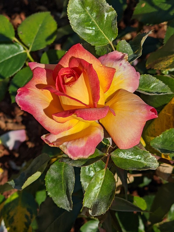 Morcom Rose Garden 3