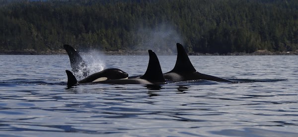 Blackfish Sound 1