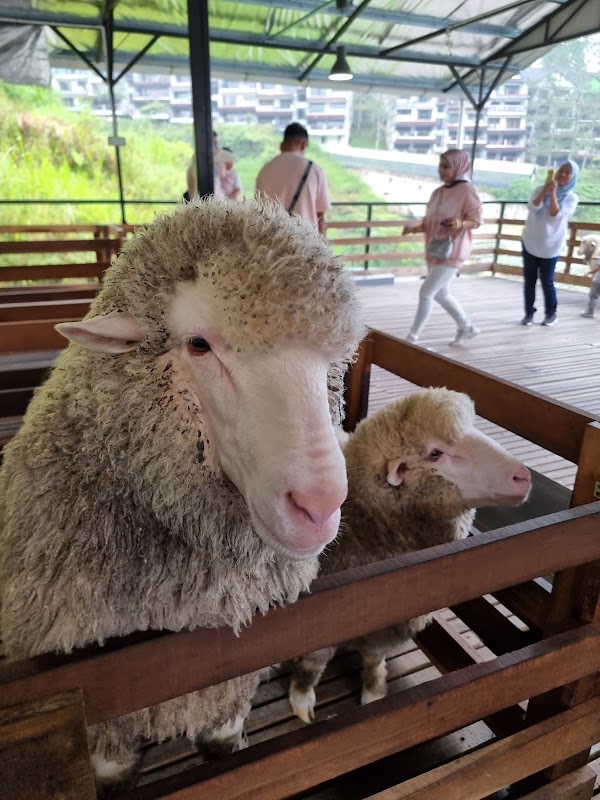 The Sheep Sanctuary 4