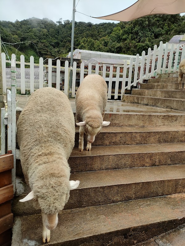 The Sheep Sanctuary 3