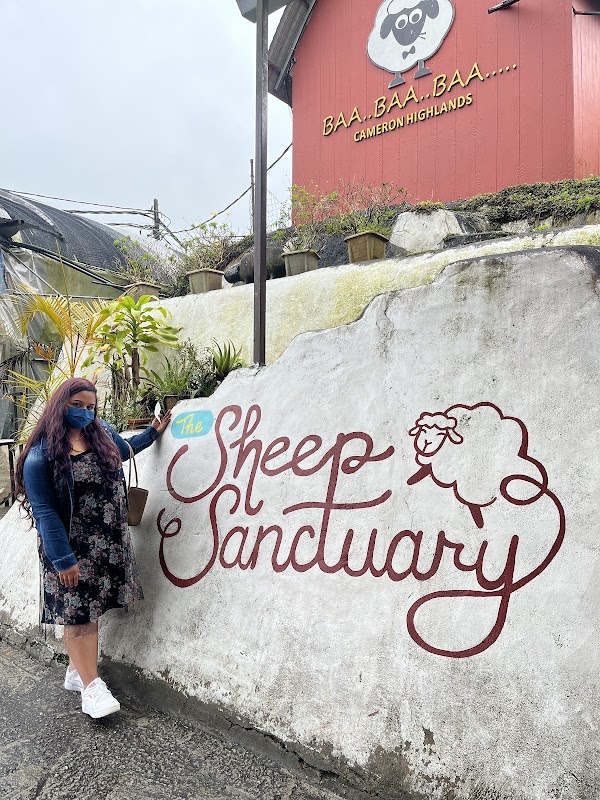 The Sheep Sanctuary 2