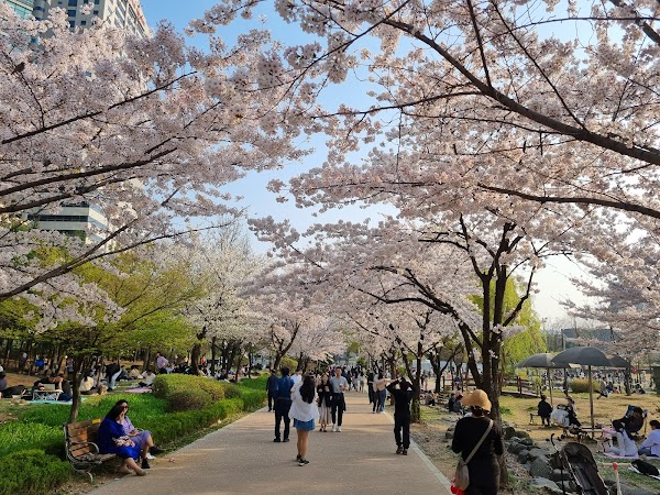 Cherry Blossom 🌸 9