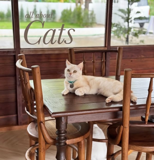 Cat's Alley Cafe คาเฟ่แมวเชียงใหม่