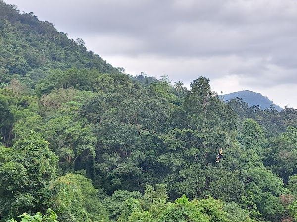 Tree Bridge Zipline