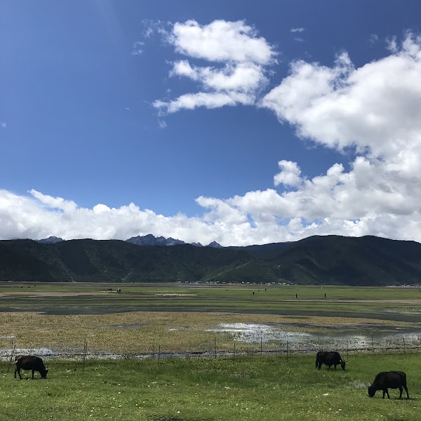 Napahai Scenic Area