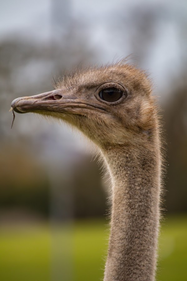 Fota Wildlife Park 5