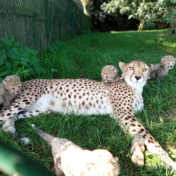 Fota Wildlife Park 4