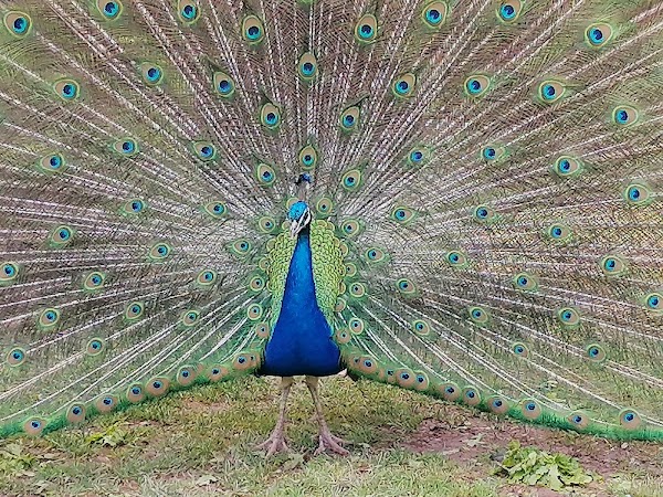 Fota Wildlife Park 3