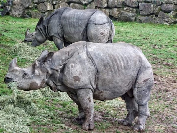 Fota Wildlife Park 2