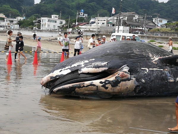 Kamakura Yuigahama Beach 2