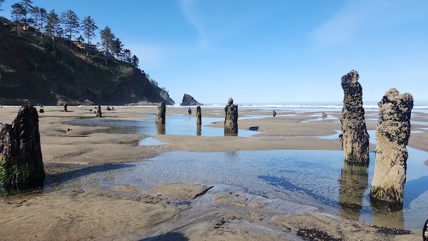 Neskowin Ghost Forest 1