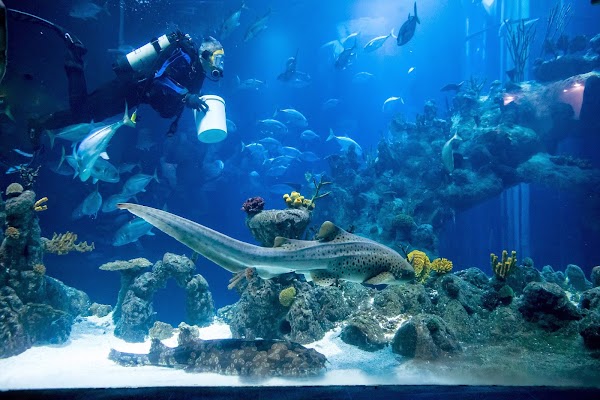 The Deep 4