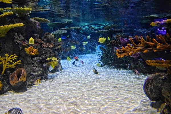 The Deep 3