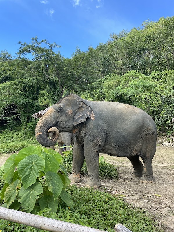 Hidden Forest Elephant Reserve - Sanctuary in Phuket 1