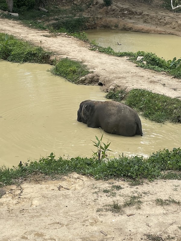 Hidden Forest Elephant Reserve - Sanctuary in Phuket 5