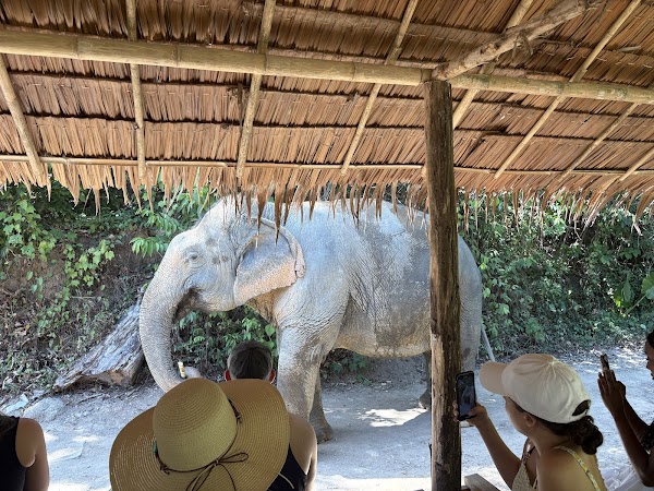 Hidden Forest Elephant Reserve - Sanctuary in Phuket 4