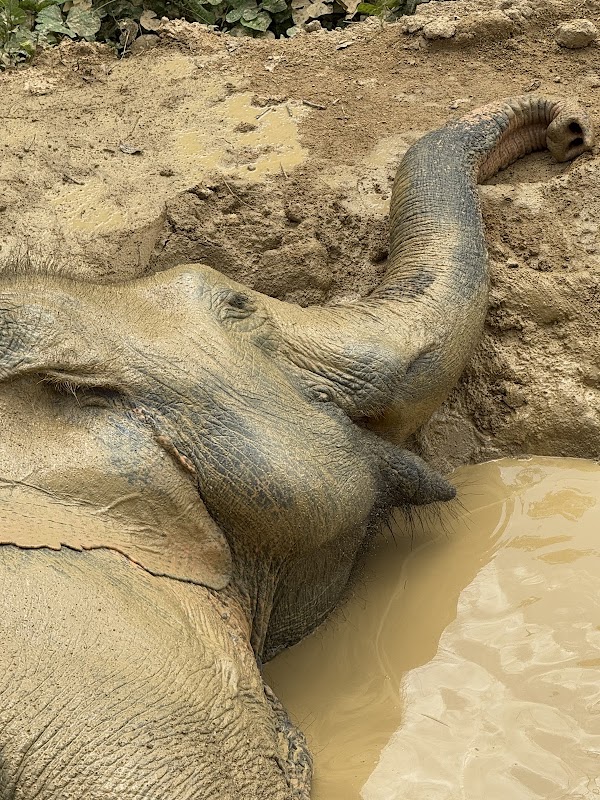 Hidden Forest Elephant Reserve - Sanctuary in Phuket 3