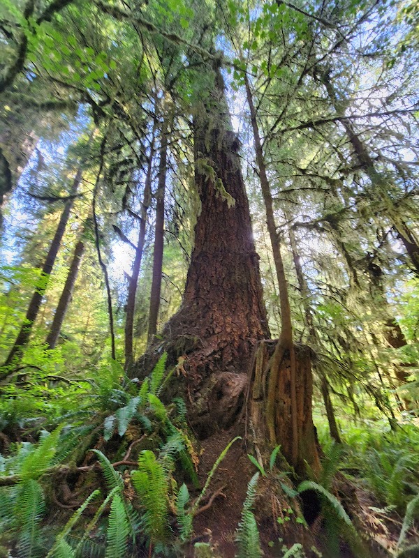 Quinault Rainforest 1