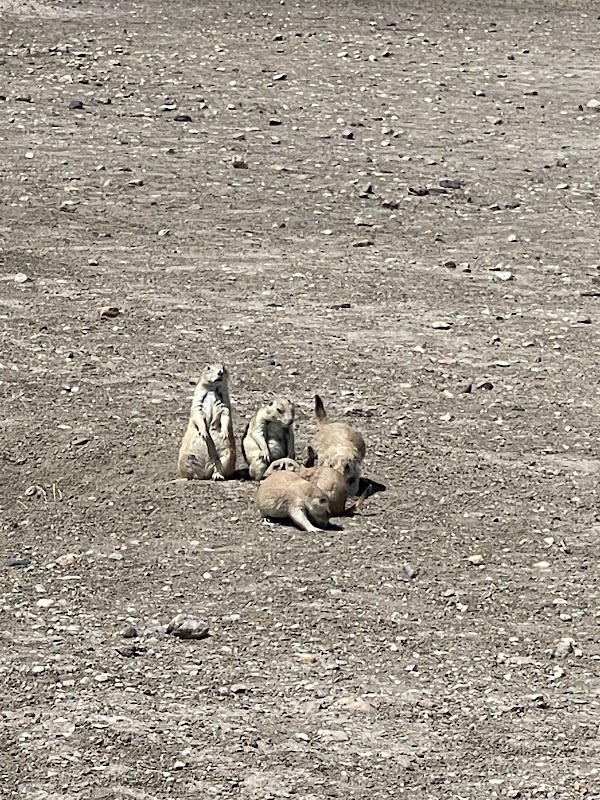 Roberts Prairie Dog Town 2