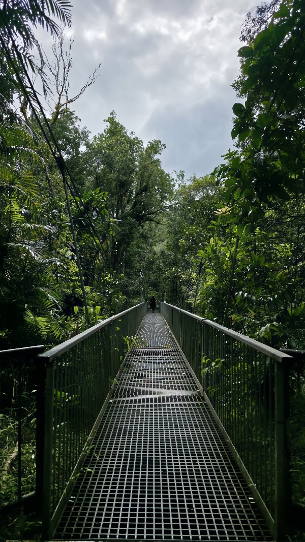 Mossman Gorge 5