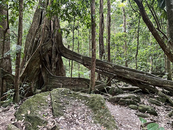 Mossman Gorge 4