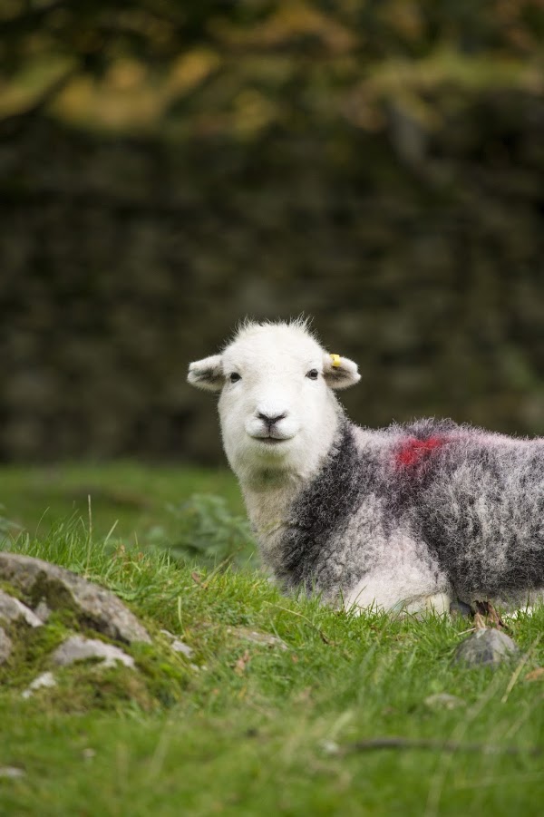 Yew Tree Farm, Heritage Meats