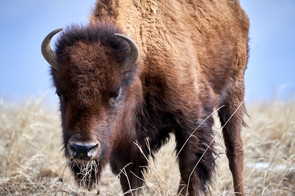 Rocky Mountain Arsenal National Wildlife Refuge 3
