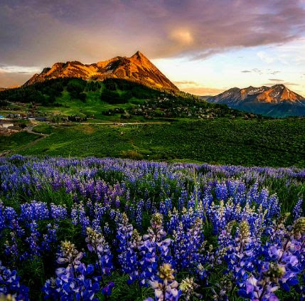 Crested Butte Wildflower Festival