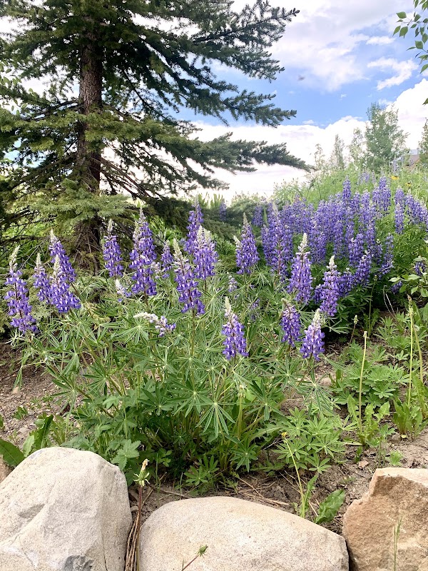 Crested Butte Wildflower Festival 4