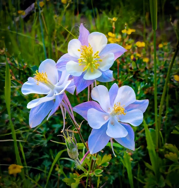 Crested Butte Wildflower Festival 2