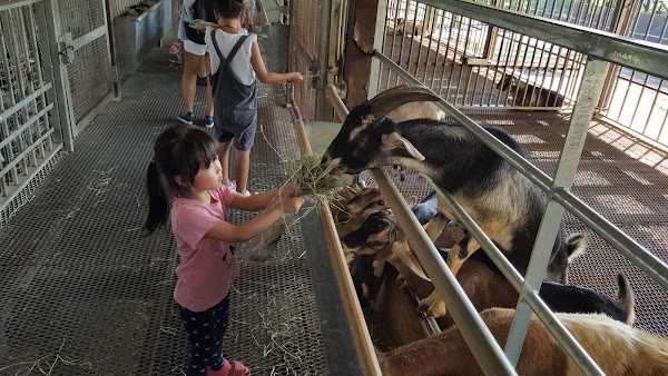 Hay Dairies Pte Ltd (Goat Farm) 5