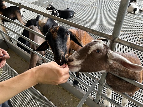 Hay Dairies Pte Ltd (Goat Farm) 3