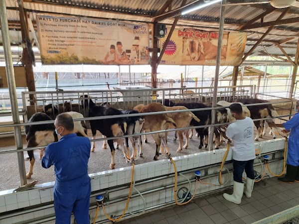 Hay Dairies Pte Ltd (Goat Farm) 2
