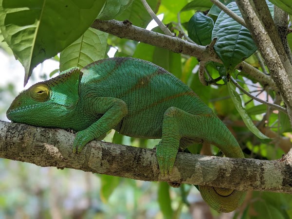 Réserve Peyrieras Madagascar Exotic