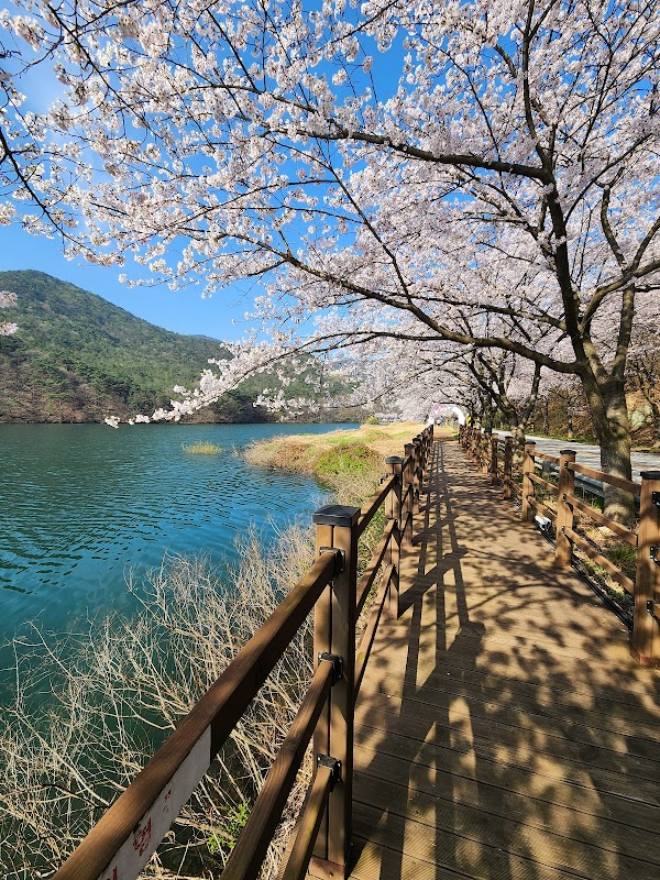 Cherry Blossom 🌸 32