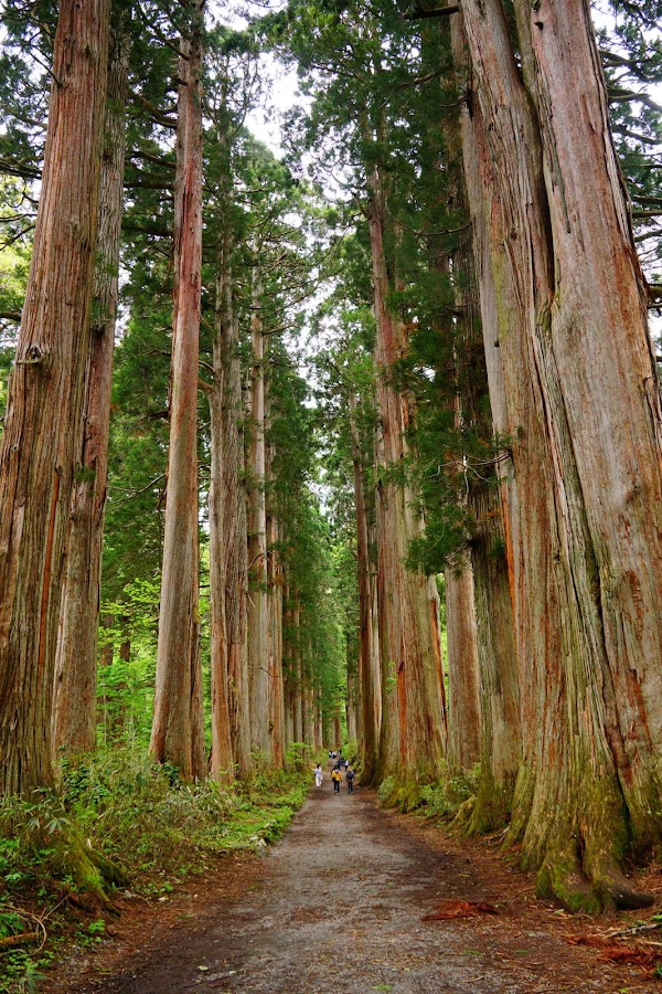 Cedar Promenade of Inner Togakushi 1