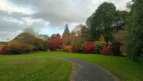 The Forest at Mount Congreve Gardens