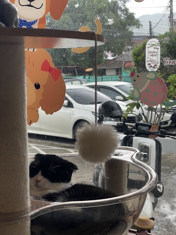 เจ้าจิ๋ว The little cat cafe | คาเฟ่ แมว กาแฟ มัทฉะ เบเกอรี่