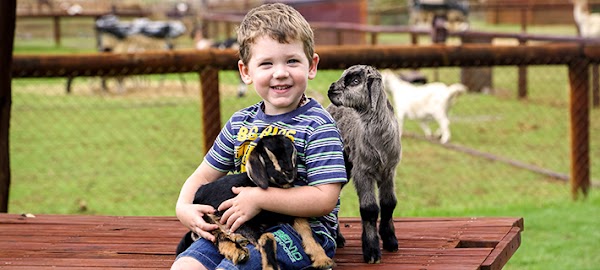 Swan Valley Cuddly Animal Farm 1