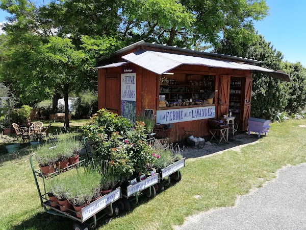 La Ferme aux Lavandes 4
