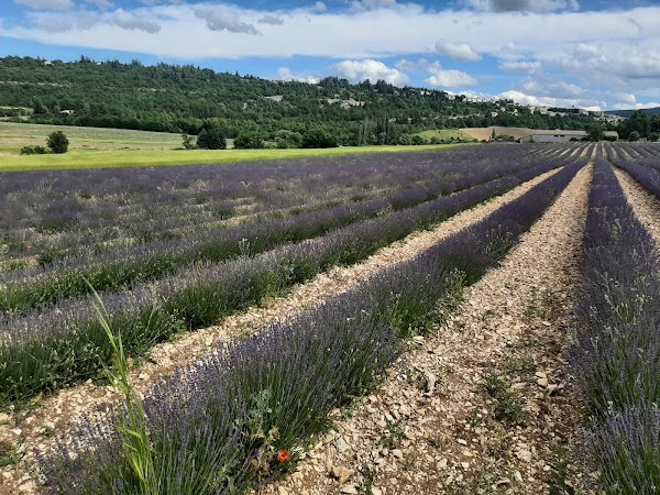 La Ferme aux Lavandes 3