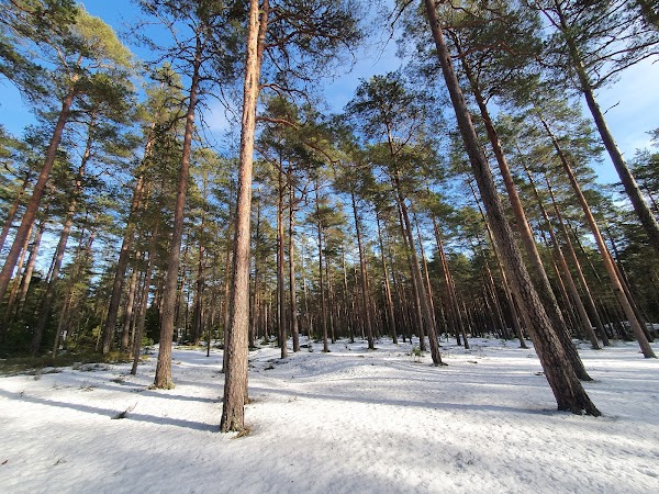 Dagmar's Spring