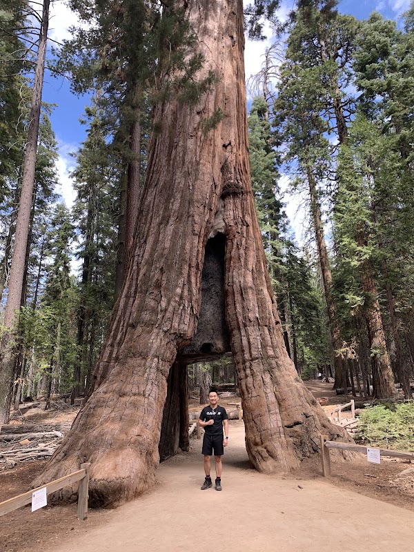 Bachelor and Three Graces 1