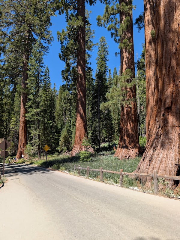 Bachelor and Three Graces 5