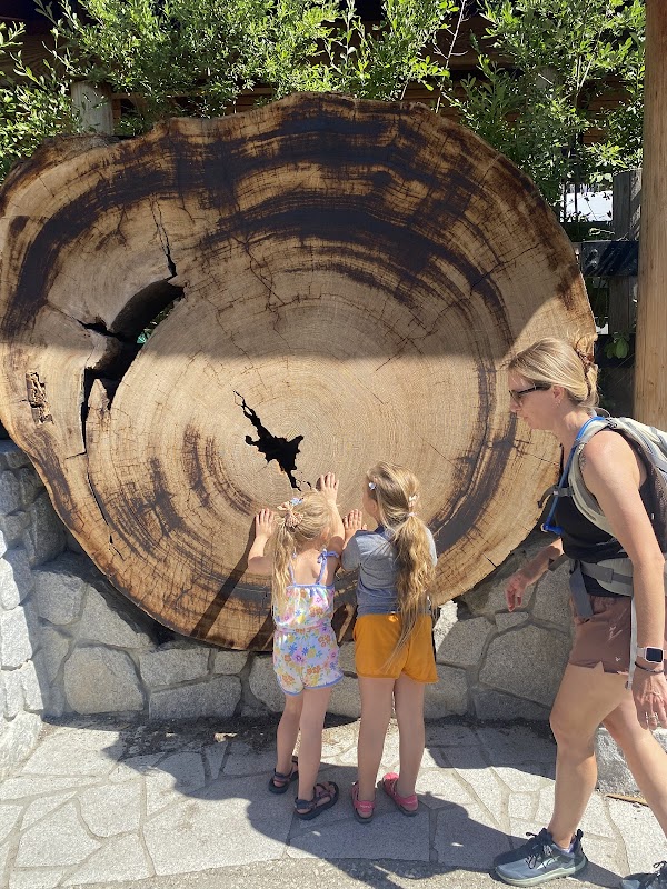 Bachelor and Three Graces 4