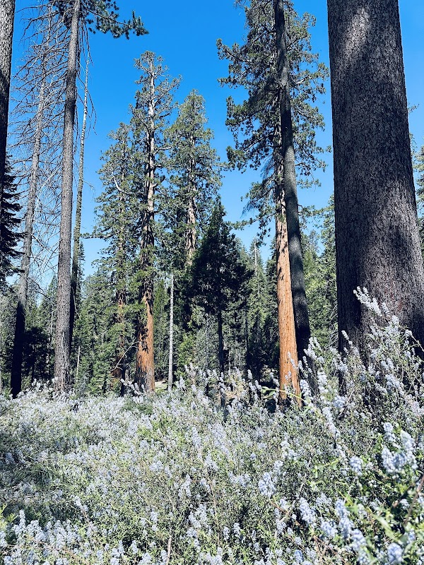 Bachelor and Three Graces 3