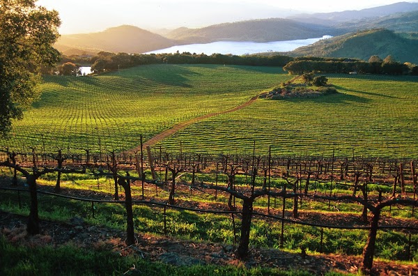 Chappellet Winery 4