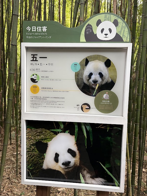 Chengdu Panda Breeding Research Center Dujiangyan Breeding Yefang Research Center 3