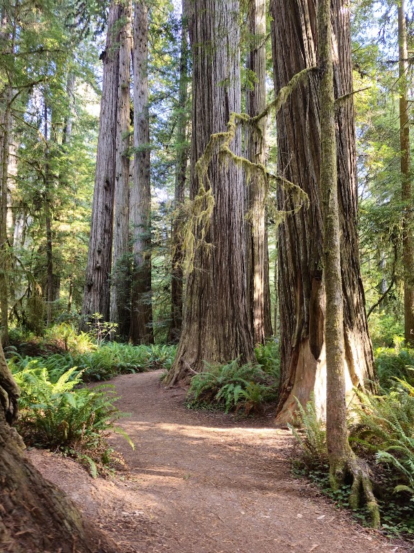 California 35