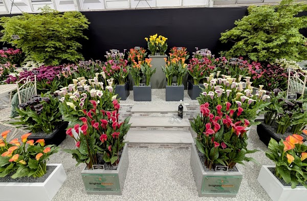 Chelsea Flower Show 5